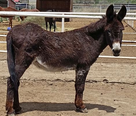 Aztec, NM - Donkey/Mule/Burro/Hinny. Meet Bud a Pet for Adoption