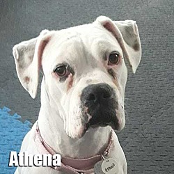 Thumbnail photo of Athena #1