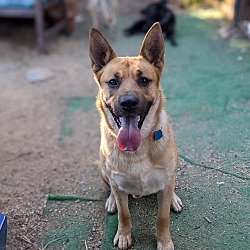 German Shepherd Dog Puppies For Sale Adoptapet Com
