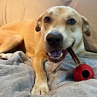 adopt a pet