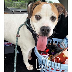 Thumbnail photo of Gonzo - Needs a Hero Foster or Adopter! #1