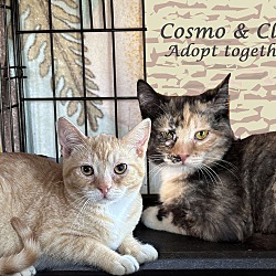 Thumbnail photo of CLEO (adopt w/Cosmo) #2