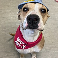 adopt a pet