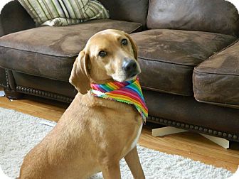 Cincinnati Oh Golden Retriever Meet Buddy Mariemont Tri Pawed A Pet For Adoption