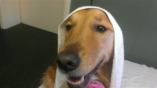 Irwin Pa Golden Retriever Meet Maya A Pet For Adoption