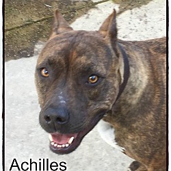 Photo of Achilles