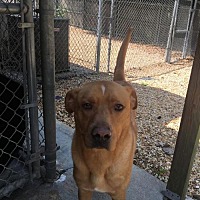 Pup Cat Co In Winder Georgia