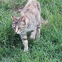 Photo of Fawn feral barn cat