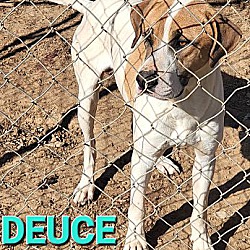 Photo of DEUCE ($50 adopt fee)