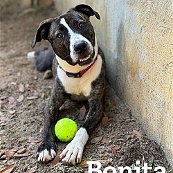 Thumbnail photo of Bonita fka Kavala #2