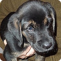 Washington Pa Golden Retriever Meet Clint A Pet For Adoption