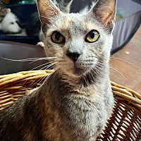 adopt a pet
