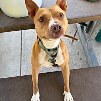 adopt a pet