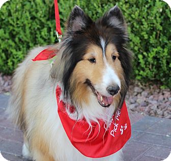 Las Vegas Nv Sheltie Shetland Sheepdog Meet Allix A Pet For