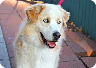Los Angeles Ca Golden Retriever Meet Marble A Pet For Adoption