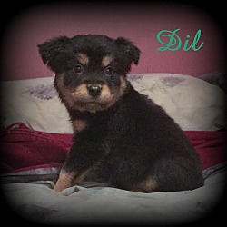 Thumbnail photo of Dil #3