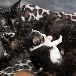 Thumbnail photo of Tessa & Kittens (Update) #2