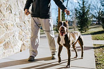Adopt A Pet Petsmart Charities
