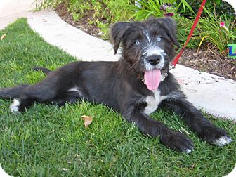 Van Nuys, CA - Border Terrier. Meet Mandy a Dog for Adoption. Van Nuys, CA - Border Terrier. Meet Mandy a Dog for Adoption.