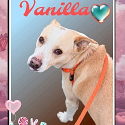 Thumbnail photo of Vanilla #2
