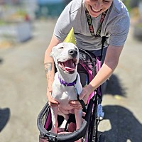 adopt a pet
