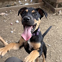 adopt a pet