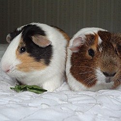 Thumbnail photo of Teddy and Ozzy #2