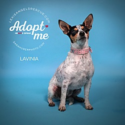 Thumbnail photo of Lavinia - a little lady #3