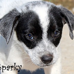 Thumbnail photo of Sparky ~ meet me! #1