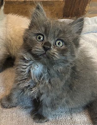 Sacramento Ca Persian Meet Sterling The Blue Smoke A Pet For