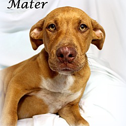 Thumbnail photo of Mater~adopted! #3