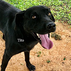 Thumbnail photo of Tito #1