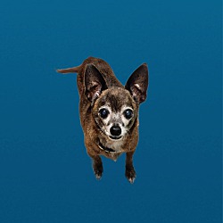 Thumbnail photo of dingo #2