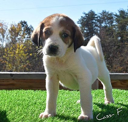 Cas walker coon dogs discount