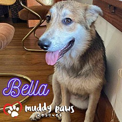 Photo of Bella (Courtesy Post)