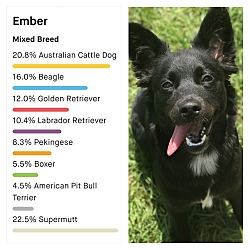 Thumbnail photo of Ember #4