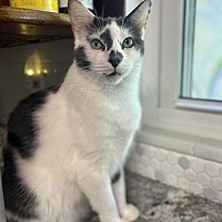 adopt a pet