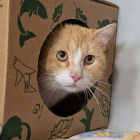 adopt a pet