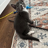 adopt a pet