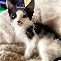 adopt-pet