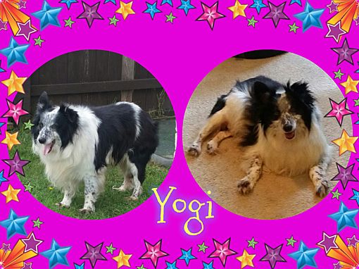 Houston Tx Sheltie Shetland Sheepdog Meet Yogi A Pet For