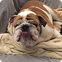 Chicago Il English Bulldog Meet Fred A Pet For Adoption