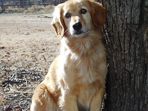 Tulsa Ok Golden Retriever Meet Rosie Mae A Pet For Adoption