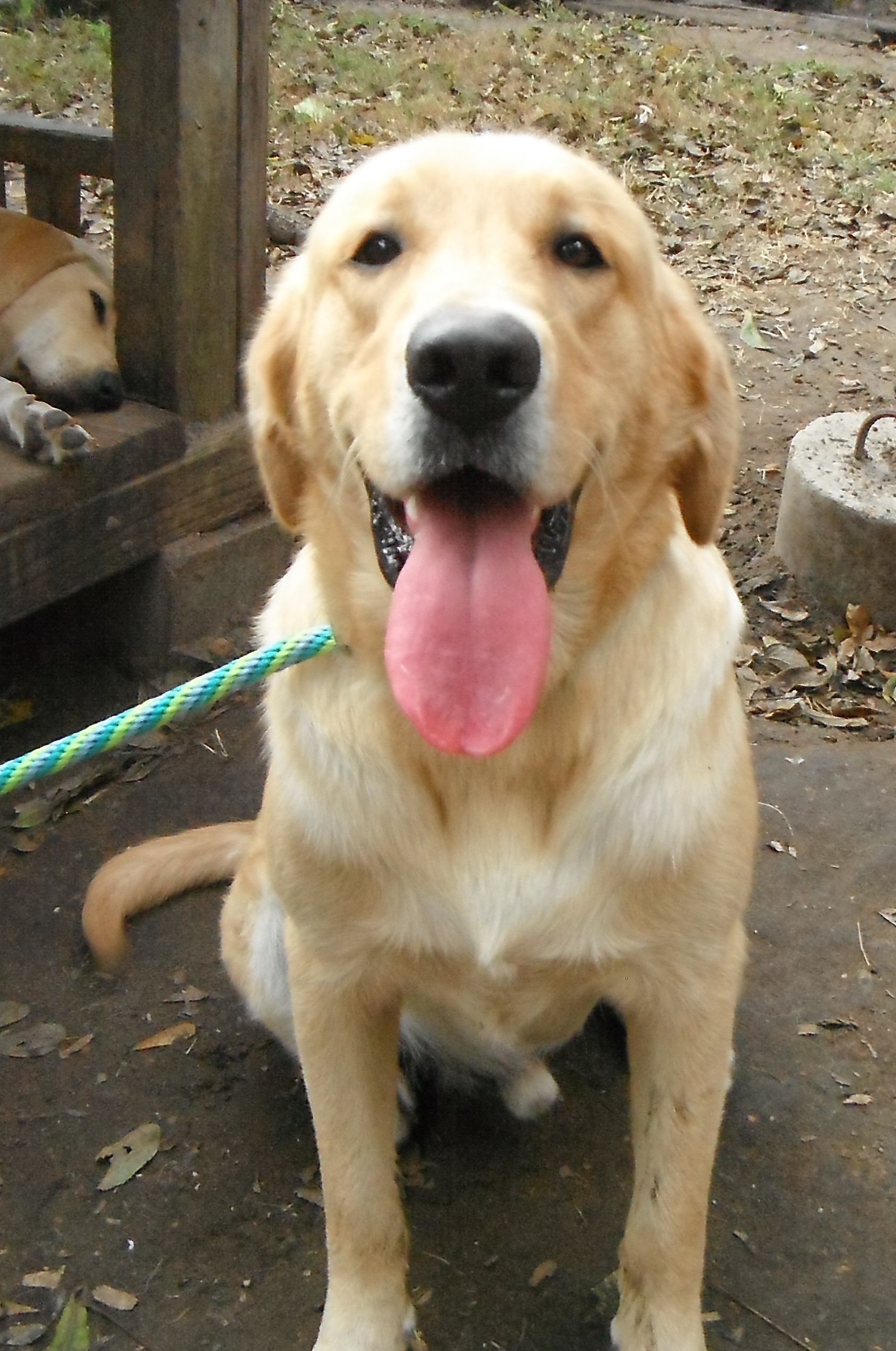 Pittsburgh Pa Golden Retriever Meet Doug In Texas A Pet For Adoption