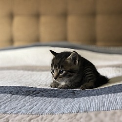 Photo of Kitten male