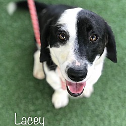 Thumbnail photo of LACEY #4