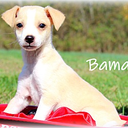 Thumbnail photo of Bama~adopted! #1