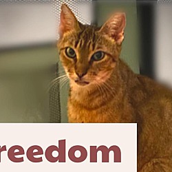 Thumbnail photo of Freedom #2