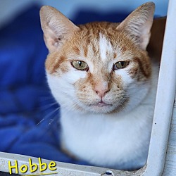 Thumbnail photo of Hobbe #1