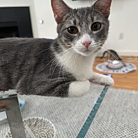adopt a pet